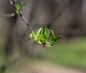 blossoming young leaves of trees