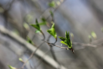 blossoming young leaves of trees