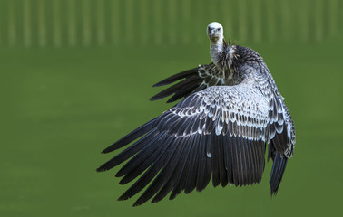  vulture