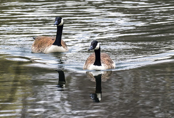 geese