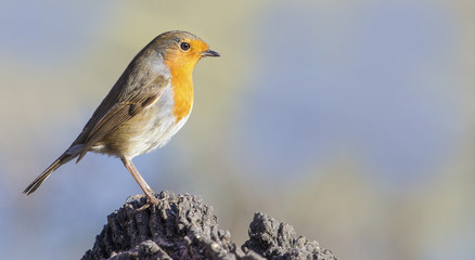 Robin