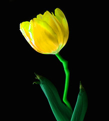yellow tulip