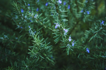 Fototapeta na wymiar Green tree with a little flower