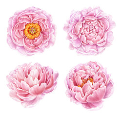 Set of watercolor peonies isolated on white background. Hand drawn botanical illustration. Floral collection.