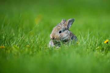 Cute rabbit with flower dandelion sitting in grass. Animal nature habitat, life in meadow. European rabbit or common rabbit.