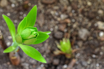 Little Lily flower sprout