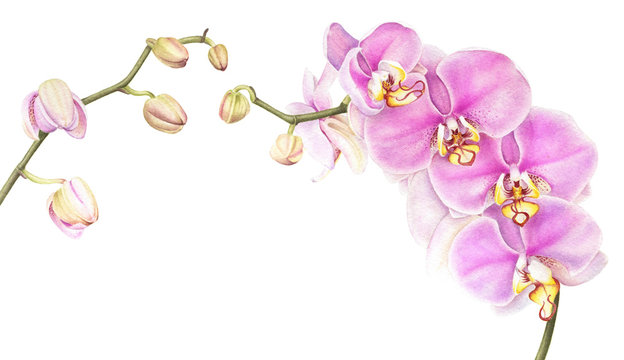 Pink watercolor phalaenopsis orchid branch isolated on white background. Hand drawn realistic botanical illustration
