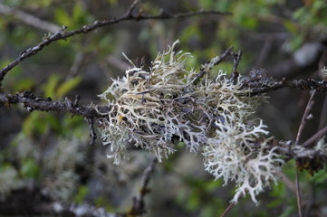 moss on a tree branch