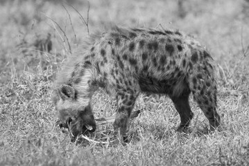 Hyena eating, South Africa