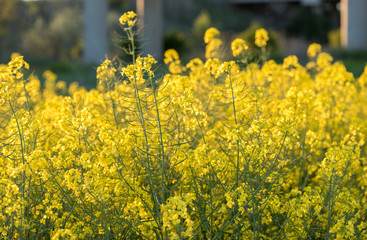 Obraz premium Canola blooming