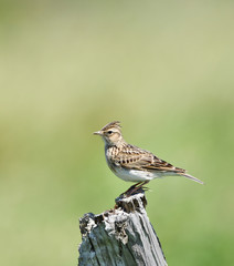 Fototapeta premium 止まり木のヒバリ 
