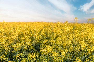 Canola field, Blooming canola flowers close up. Rape on the field in summer. Bright Yellow rapeseed...