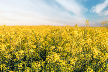 Canola field, Blooming canola flowers close up. Rape on the field in summer. Bright Yellow rapeseed oil. Flowering rapeseed