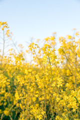 Canola field, Blooming canola flowers close up. Rape on the field in summer. Bright Yellow rapeseed...
