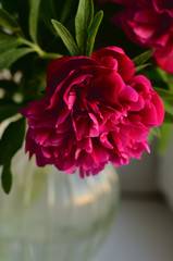 Fresh pink peonies peony roses in a vase on white window, background. Floral blossom wallpaper. Flowers in the room. Card, text, copy space.