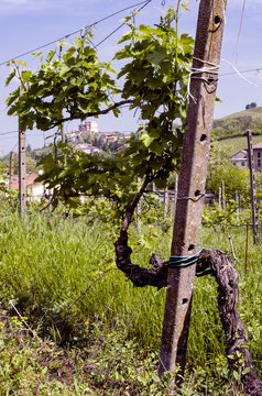 Landscape of a Italian vineyard valley