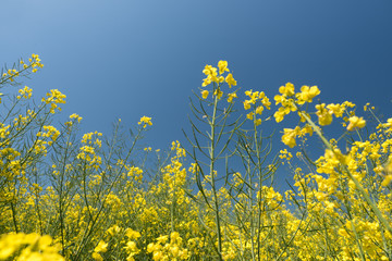 Canola field, Blooming canola flowers close up. Rape on the field in summer. Bright Yellow rapeseed...