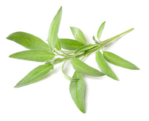 fresh herb, fresh sage isolated on white