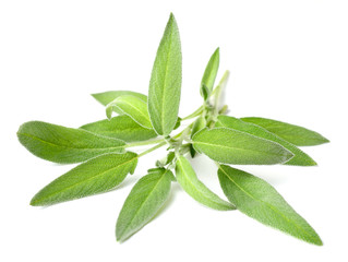 fresh herb, fresh sage isolated on white