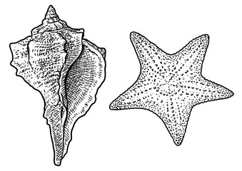 Seashell and starfish illustration, drawing, engraving, ink, line art, vector