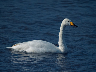 Whooper Swan Cygnus cygnus