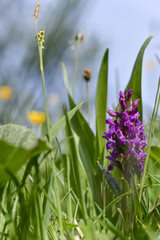 spring flowers orchid