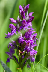 Obraz premium spring flowers orchid