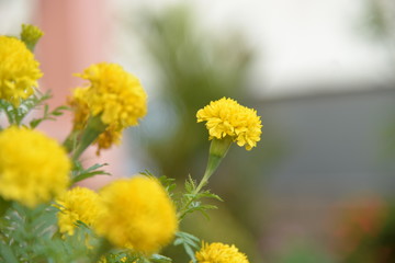 Tagetes erecta