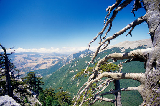 pino loricato pinus leocodermis serra del prete parco nazionale pollino basilicata calabria