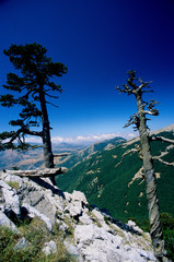 pino loricato pinus leocodermis serra del prete parco nazionale pollino calabria © francescodemarco
