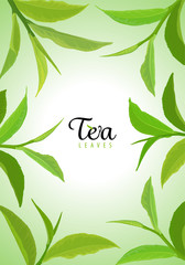 Beautiful frame with branch of green tea leaves on green background template. Vector set of element for advertising, packaging design of tea products.