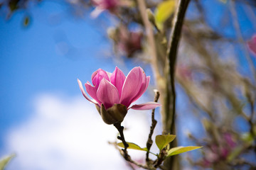 Magnolia