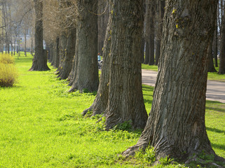 Poplar alley in the park.