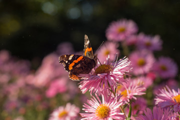 Schmetterling auf rosa Blüte
