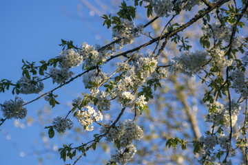 Prunus avium