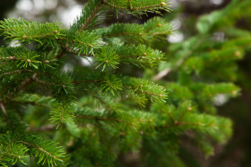 Fototapeta na wymiar Green fir tree branches