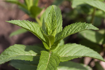 Close up of young mint.