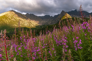 Obraz premium Summer view of the Gasienicowa Valley. Tatra Mountains. Poland.