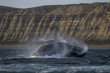 Naklejka premium Whale jump , Patagonia