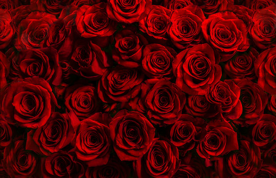 million fresh red roses isolated on a black background. Greeting card with  roses Stock Photo | Adobe Stock