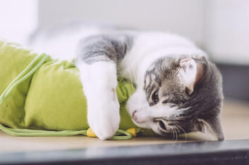 Chat blanc et tigré en train de jouer