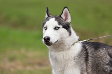 Portrait of grey-white husky