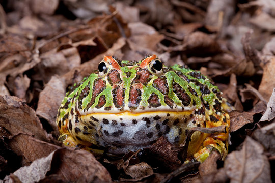 Ornate horned frog