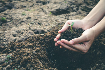 Hand for planting trees back to the forest, Creating awareness for love wild, Wild plant concept.