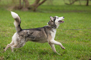 Naklejka na ściany i meble Young grey-white husky runs in the Park