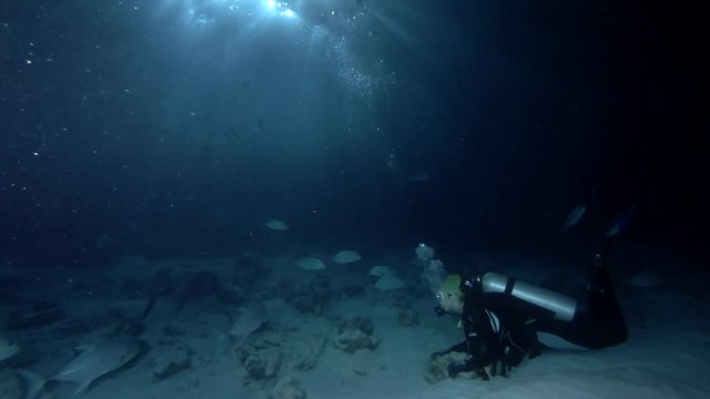 Female scuba diver look at school of trevally at night. Bluefin trevally (Caranx melampygus) and Giant trevally (Caranx ignobilis), Indian Ocean, Maldives
