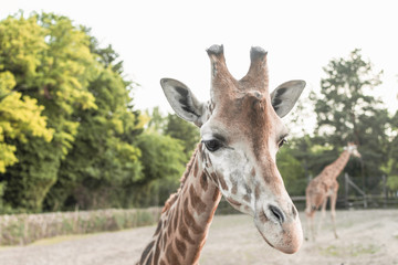 Fototapeta premium giraffe head close-up