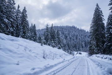 Fototapeta na wymiar Forest road covered in snow