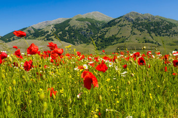 a field of poppies on the italian mountains in spring.