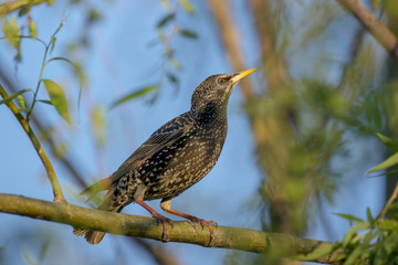 A common starling in the tree